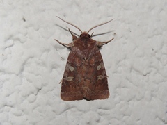 Cerastis tenebrifera