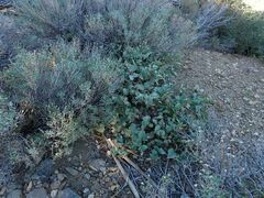 Mirabilis multiflora pubescens