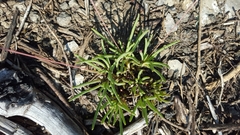 Phemeranthus calcaricus