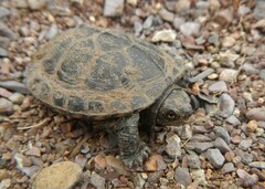 Kinosternon sonoriense