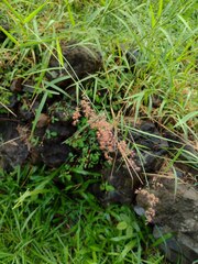 Melinis repens