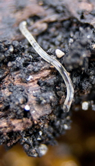 Enchytraeidae