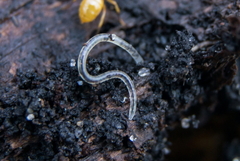 Enchytraeidae