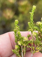 Erica serrata