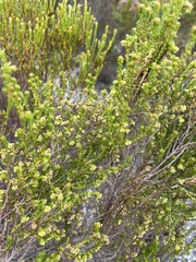Erica serrata