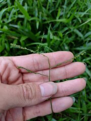 Paspalum mandiocanum
