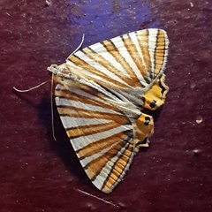 Pityeja histrionaria