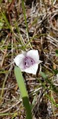 Calochortus elegans