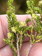 Erica serrata