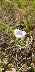 Calochortus elegans