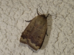 Abagrotis alternata