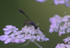 Gasteruption assectator