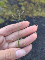 Eragrostis tenuifolia