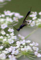 Gasteruption assectator