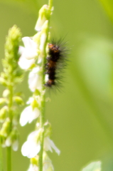 Hypercompe scribonia