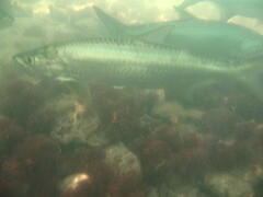 Megalops atlanticus