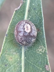 Polystepha globosa