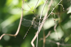 Cordulegaster bidentata