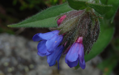 Pulmonaria officinalis