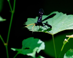Gnamptopelta obsidianator