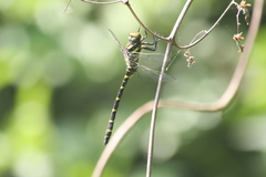 Cordulegaster bidentata