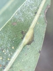 Polystepha globosa