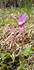 Calypso bulbosa occidentalis
