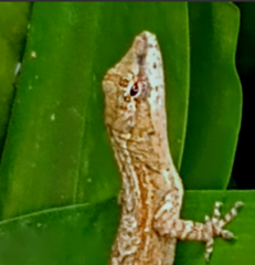 Anolis sericeus