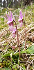 Calypso bulbosa occidentalis