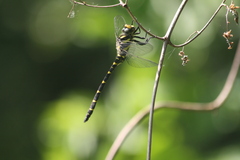 Cordulegaster bidentata
