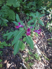 Impatiens glandulifera