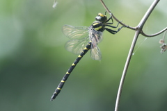 Cordulegaster bidentata