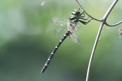 Cordulegaster bidentata