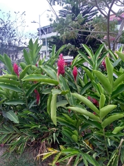 Alpinia purpurata