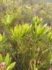 Leucadendron gandogeri