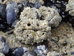 Austrominius modestus