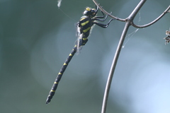 Cordulegaster bidentata