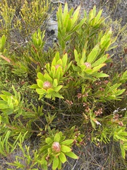 Leucadendron gandogeri