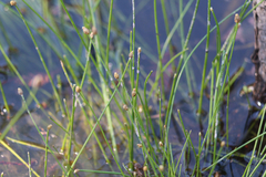 Eleocharis obtusa