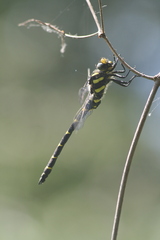 Cordulegaster bidentata