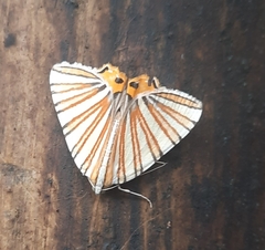 Pityeja histrionaria