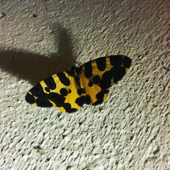 Pantherodes pardalaria