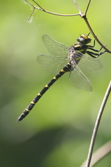 Cordulegaster bidentata