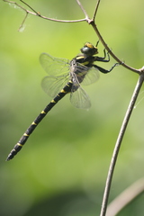 Cordulegaster bidentata