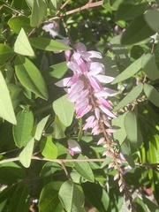 Indigofera decora