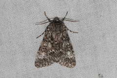 Acronicta megacephala