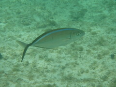 Caranx ruber
