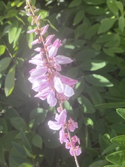 Indigofera decora