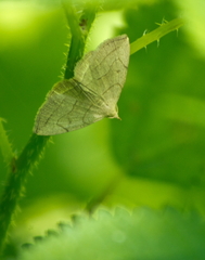 Zanclognatha pedipilalis
