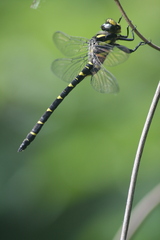Cordulegaster bidentata